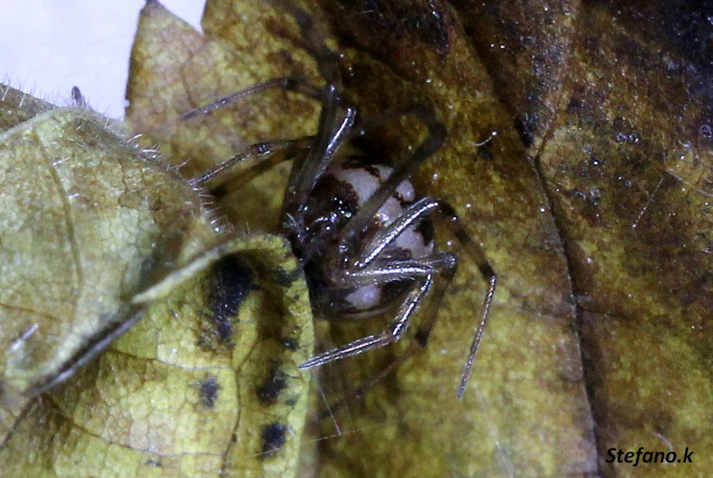 Steatoda triangulosa - Trieste (TS)